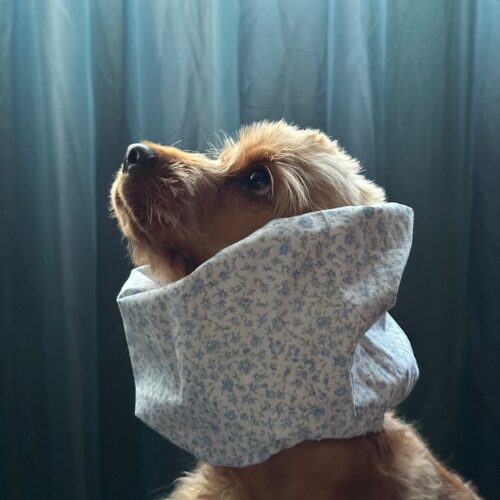 paraorecchie per cocker, basset hound e cavalier king