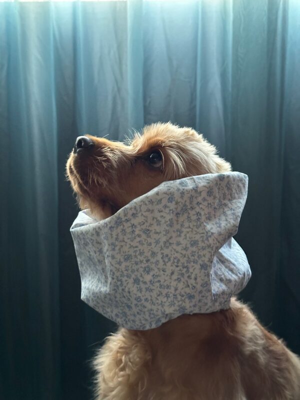 paraorecchie per cocker, basset hound e cavalier king