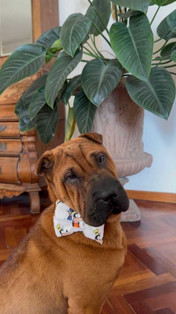 fiocco, artigianale, collare con fiocco